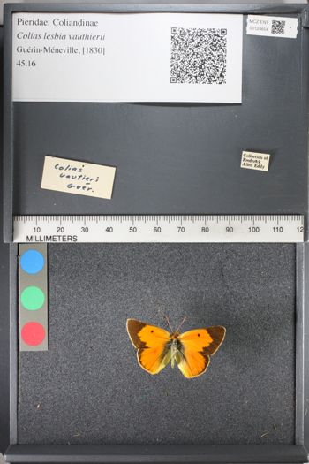 Media type: image;   Entomology 124654